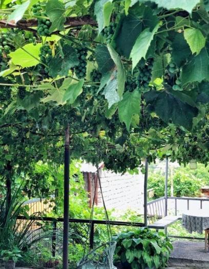 Achela'S Guesthouse بورجومي المظهر الخارجي الصورة